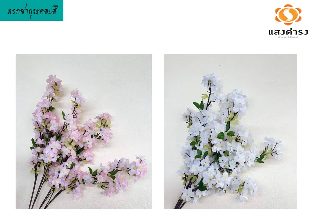 ดอกซากุระคละสี