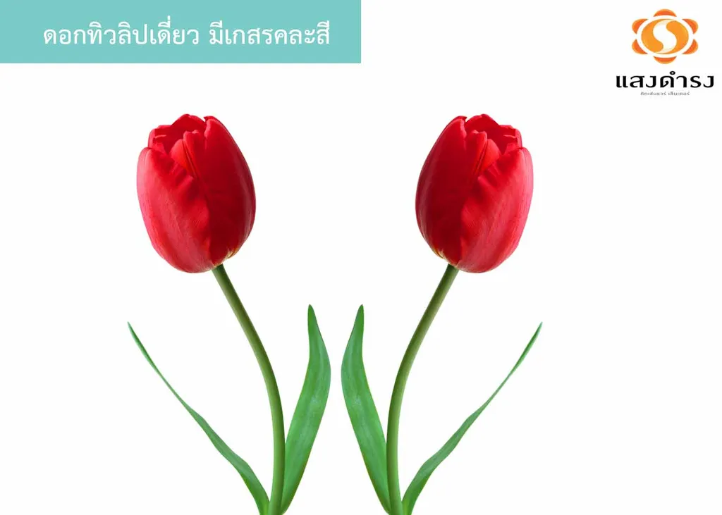 ดอกทิวลิปเดี่ยว มีเกสรคละสี