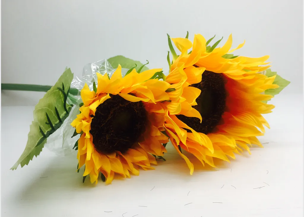 ดอกทานตะวันเดี่ยว EK