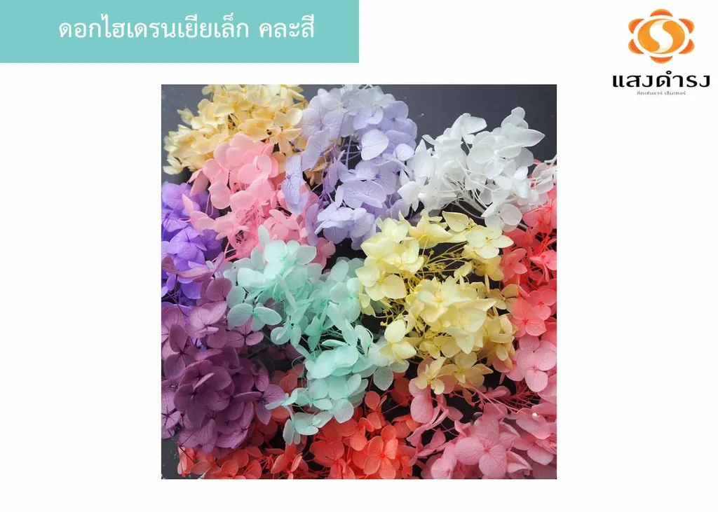 ดอกไฮเดรนเยียเล็ก คละสี