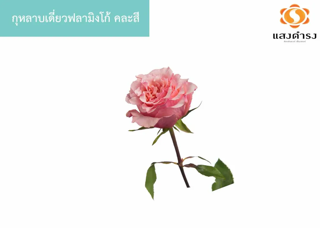 กุหลาบเดี่ยวฟลามิงโก้ คละสี