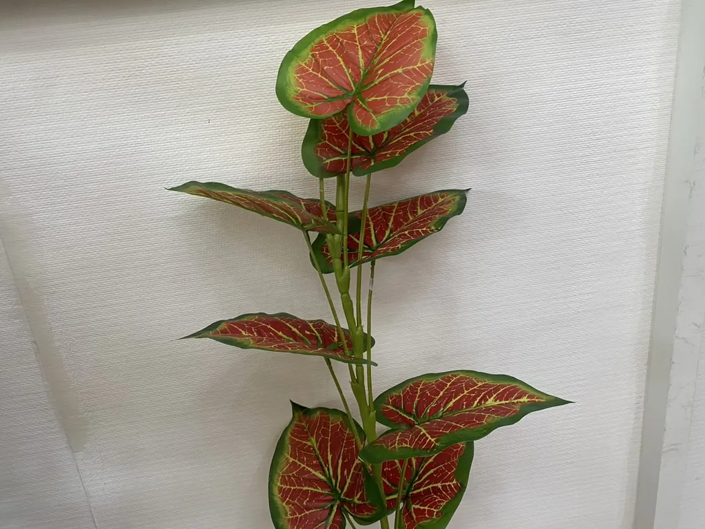 ต้นไม้ 11 ใบ มอนแดง