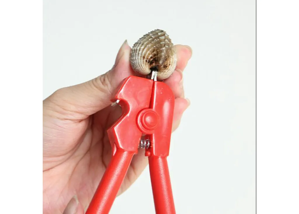 พิเศษ (D) ที่แกะหอยแครง