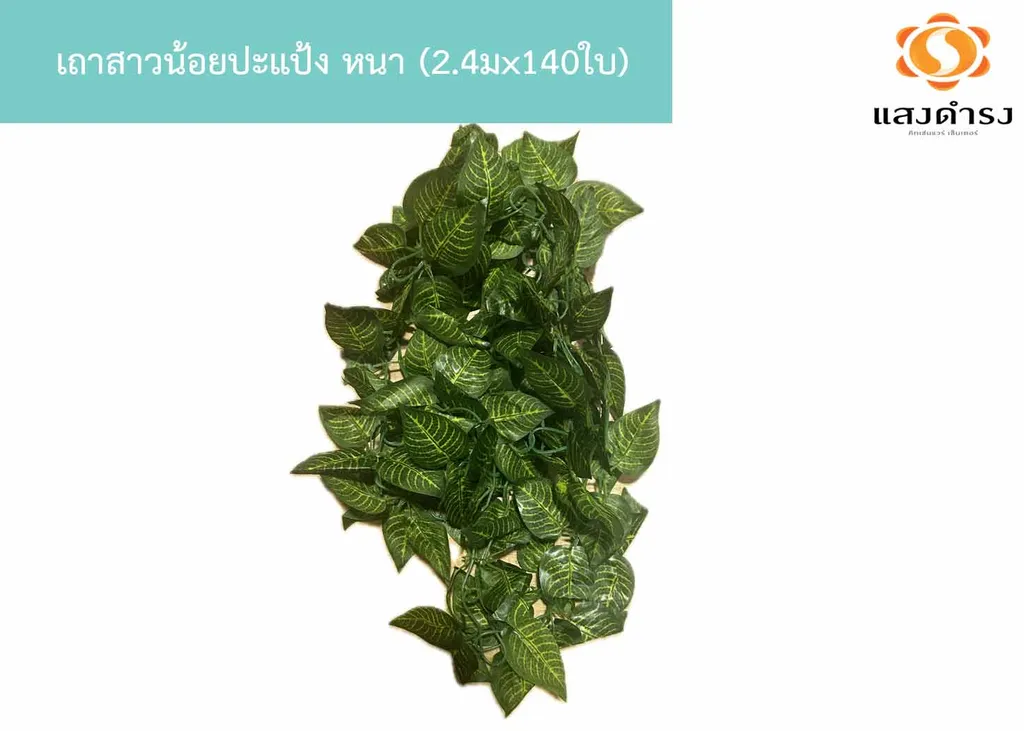 เถาสาวน้อยปะแป้ง หนา (2.4มx140ใบ)