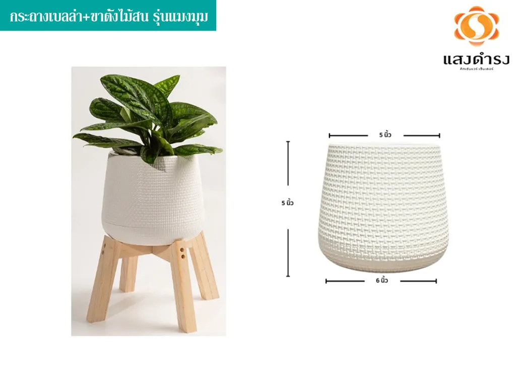 กระถางเบลล่า5"+ขาตั้งไม้สน รุ่นแมงมุม