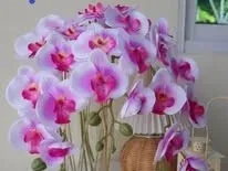 QW06 ฟาแลนด์ผ้า เล็ก คละสี